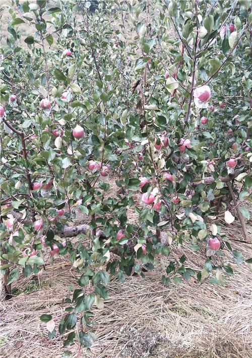 苹果树苗几年挂果?新疆共多少亩苹果树-图2 苹果树苗几年挂果?新疆共多少亩苹果树-图2