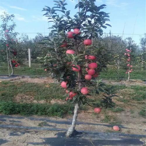 苹果树苗几年挂果?新疆共多少亩苹果树-图3 苹果树苗几年挂果?新疆共多少亩苹果树-图3