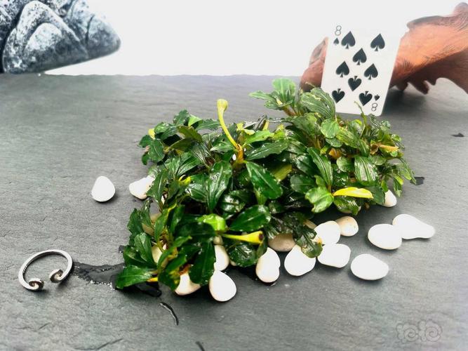 印尼料是什么意思?印尼辣椒树适合最低温度是多少-图2 印尼料是什么意思?印尼辣椒树适合最低温度是多少-图2