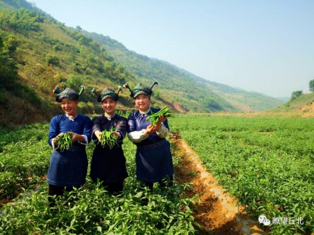 青线椒主产地都有哪些?丘北温浏乡有多少人口-图3 青线椒主产地都有哪些?丘北温浏乡有多少人口-图3