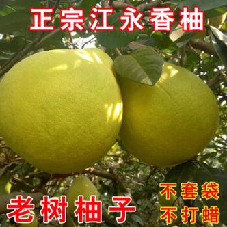 湖南省永州有哪些特产?一般哪里可以买到?江华香柚多少钱一斤-图3 湖南省永州有哪些特产?一般哪里可以买到?江华香柚多少钱一斤-图3