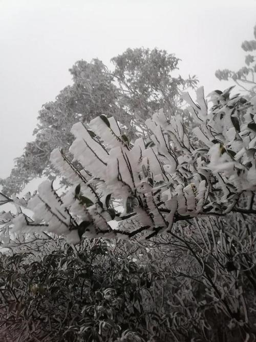 广州最冷的地方?乐昌市梅花镇多少度-图1 广州最冷的地方?乐昌市梅花镇多少度-图1