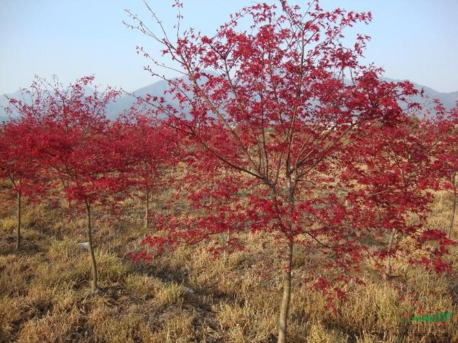 陕北地区可以种植日本红枫过冬吗?陕北最低温度是多少度-图2 陕北地区可以种植日本红枫过冬吗?陕北最低温度是多少度-图2