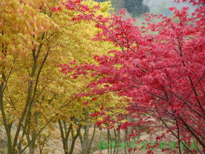 陕北地区可以种植日本红枫过冬吗?陕北最低温度是多少度-图3 陕北地区可以种植日本红枫过冬吗?陕北最低温度是多少度-图3
