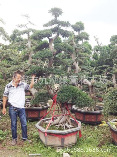 如何让榆树桩快速的生长成粗壮,饱满?榆树今年黄豆补是多少钱-图2 如何让榆树桩快速的生长成粗壮,饱满?榆树今年黄豆补是多少钱-图2