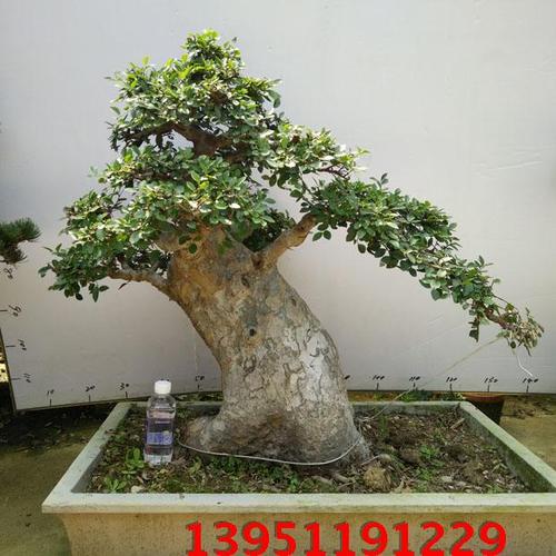 如何让榆树桩快速的生长成粗壮,饱满?榆树今年黄豆补是多少钱-图3 如何让榆树桩快速的生长成粗壮,饱满?榆树今年黄豆补是多少钱-图3