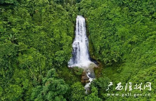 金钟山海拔多少?广西隆林第一海拔有多少米-图1 金钟山海拔多少?广西隆林第一海拔有多少米-图1