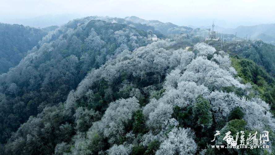 金钟山海拔多少?广西隆林第一海拔有多少米-图2 金钟山海拔多少?广西隆林第一海拔有多少米-图2
