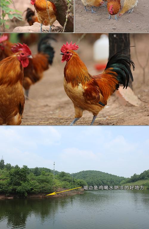 土公鸡最大品种?常德桃源三阳至县城多少公里-图1 土公鸡最大品种?常德桃源三阳至县城多少公里-图1