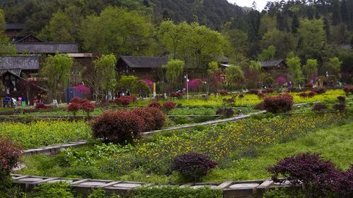 贵州正安桃花源景区海拔?正安县政府海拔高度多少米-图1 贵州正安桃花源景区海拔?正安县政府海拔高度多少米-图1
