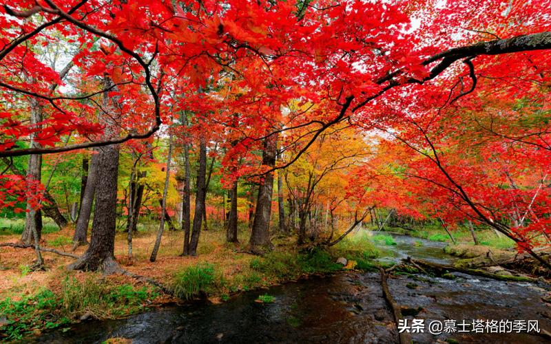你知道秋天的含义吗?秋天低于多少度-图3 你知道秋天的含义吗?秋天低于多少度-图3