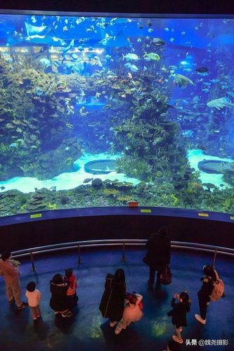 夏天去海洋馆热吗?现在海洋馆里温度是多少-图3 夏天去海洋馆热吗?现在海洋馆里温度是多少-图3