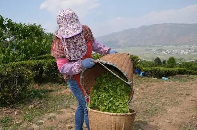 云南出什么名茶?洱源凤羽的邮政编码是多少-图1 云南出什么名茶?洱源凤羽的邮政编码是多少-图1