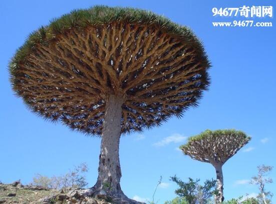 龙血树的传说?景谷县碧安乡有多少寨-图2 龙血树的传说?景谷县碧安乡有多少寨-图2