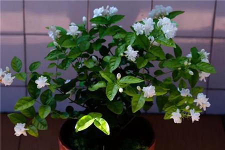 东方茉莉花怎么养?海南东方市的湿度多少-图1 东方茉莉花怎么养?海南东方市的湿度多少-图1