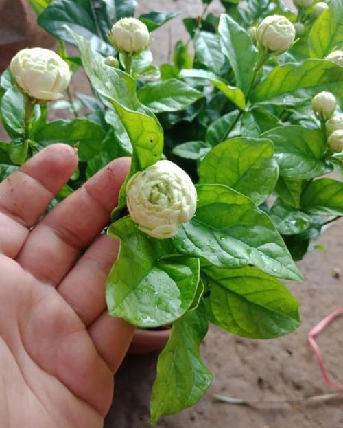 东方茉莉花怎么养?海南东方市的湿度多少-图2 东方茉莉花怎么养?海南东方市的湿度多少-图2