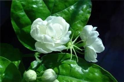 东方茉莉花怎么养?海南东方市的湿度多少-图3 东方茉莉花怎么养?海南东方市的湿度多少-图3