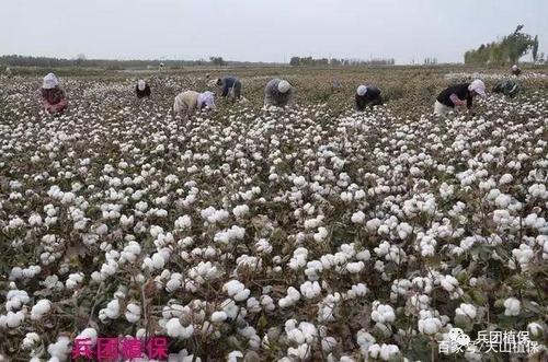 新疆昌吉产棉花吗?玛纳斯有多少个镇-图2 新疆昌吉产棉花吗?玛纳斯有多少个镇-图2