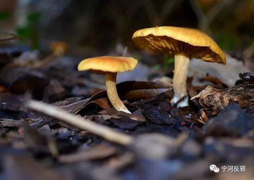 如何保存干香菇?浠水年平均湿度是多少-图1 如何保存干香菇?浠水年平均湿度是多少-图1