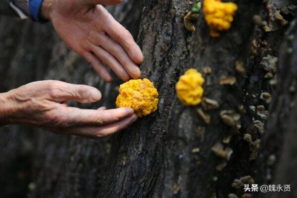 如何保存干香菇?浠水年平均湿度是多少-图3 如何保存干香菇?浠水年平均湿度是多少-图3