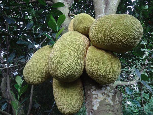 中国境内哪里可以种菠萝蜜?徐闻夏天高温多少度-图1 中国境内哪里可以种菠萝蜜?徐闻夏天高温多少度-图1