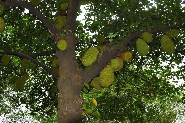 中国境内哪里可以种菠萝蜜?徐闻夏天高温多少度-图3 中国境内哪里可以种菠萝蜜?徐闻夏天高温多少度-图3
