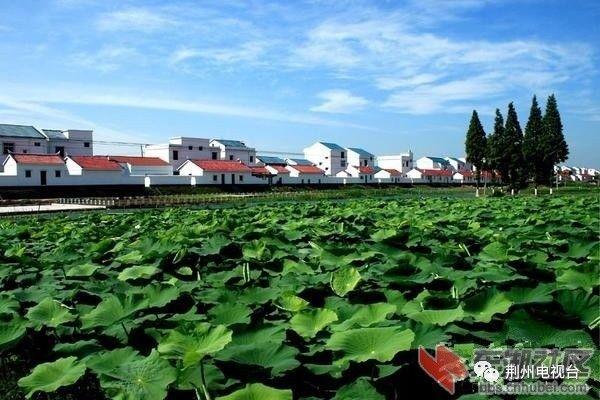 湖北省荆州市有哪几个农场?后湖管理区有多少农村-图2 湖北省荆州市有哪几个农场?后湖管理区有多少农村-图2
