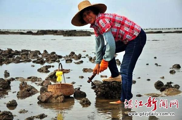 徐闻8月份可以赶海吗?徐闻夏天最热多少度-图2 徐闻8月份可以赶海吗?徐闻夏天最热多少度-图2