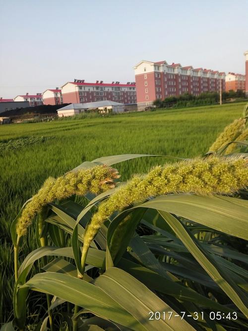 从吉林省舒兰市往青松乡走都路过什么乡镇?舒兰七里乡有多少坏蛋-图2 从吉林省舒兰市往青松乡走都路过什么乡镇?舒兰七里乡有多少坏蛋-图2