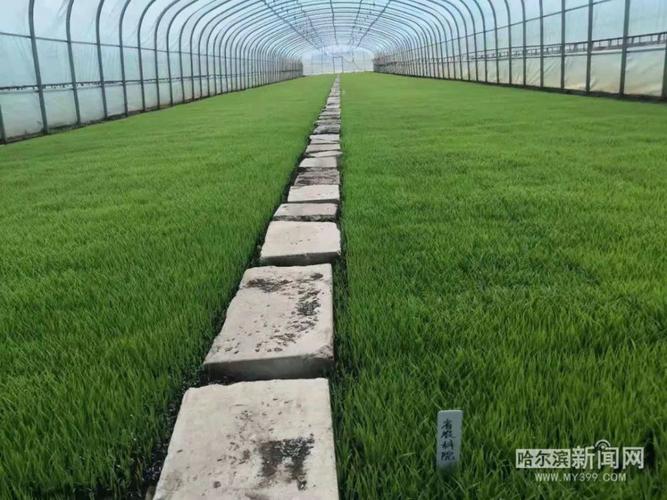 水稻秧苗能承受最低温度?水稻播种气温要多少度-图3 水稻秧苗能承受最低温度?水稻播种气温要多少度-图3