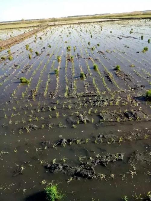 水稻最低耐多少度冻害?水稻能抗低温多少度-图2 水稻最低耐多少度冻害?水稻能抗低温多少度-图2