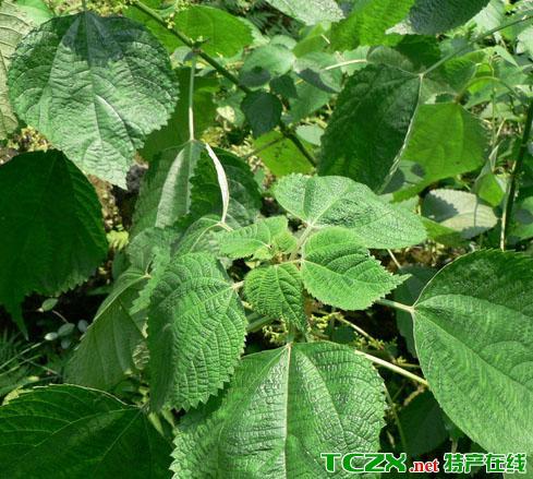 苎麻哪里产的最好?大竹的历史有多少年-图3 苎麻哪里产的最好?大竹的历史有多少年-图3