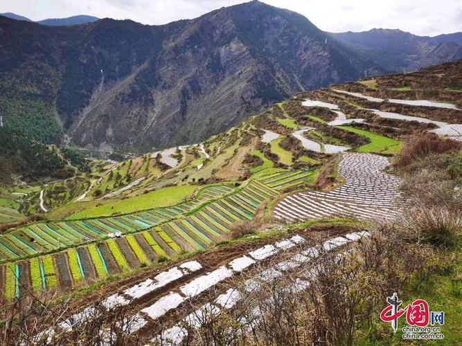 松潘松茸和小金松茸有什么区别?阿坝州松番多少度-图3 松潘松茸和小金松茸有什么区别?阿坝州松番多少度-图3