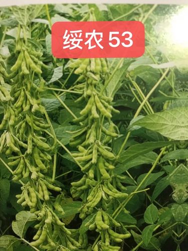 黑农84大豆海伦市能种植吗?绥化天气湿度多少-图1 黑农84大豆海伦市能种植吗?绥化天气湿度多少-图1