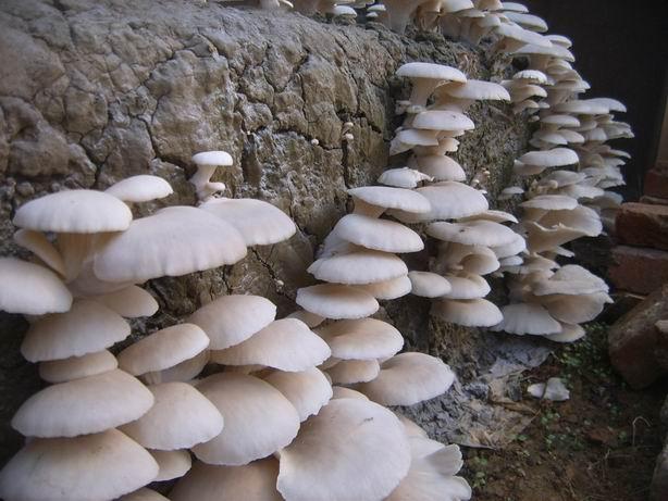 食用菌困山名词解释?韩国平昌多少温度-图2 食用菌困山名词解释?韩国平昌多少温度-图2