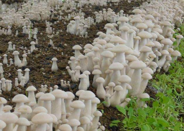 食用菌困山名词解释?韩国平昌多少温度-图3 食用菌困山名词解释?韩国平昌多少温度-图3