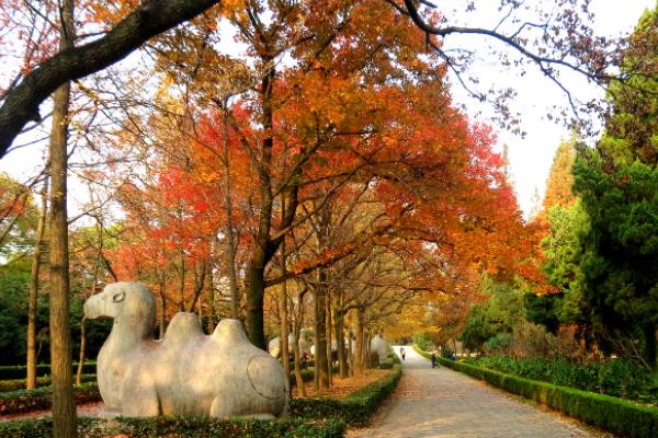 南京的秋天叶子什么时候黄?南京秋天多少度-图3 南京的秋天叶子什么时候黄?南京秋天多少度-图3