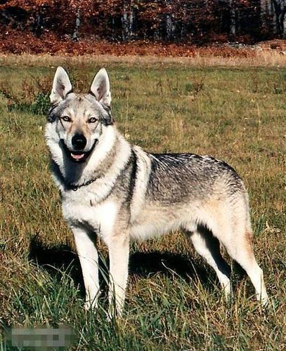 捷克狼犬体温大吗?捷克现在温度多少度-图2 捷克狼犬体温大吗?捷克现在温度多少度-图2