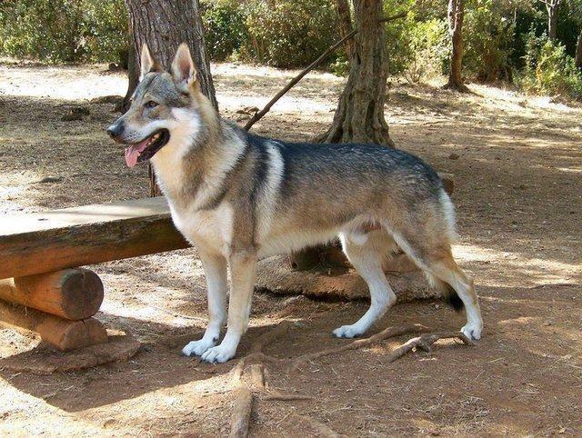 捷克狼犬体温大吗?捷克现在温度多少度-图3 捷克狼犬体温大吗?捷克现在温度多少度-图3