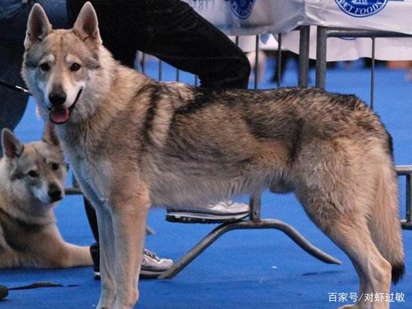 捷克狼犬体温大吗?捷克现在温度多少度-图1 捷克狼犬体温大吗?捷克现在温度多少度-图1