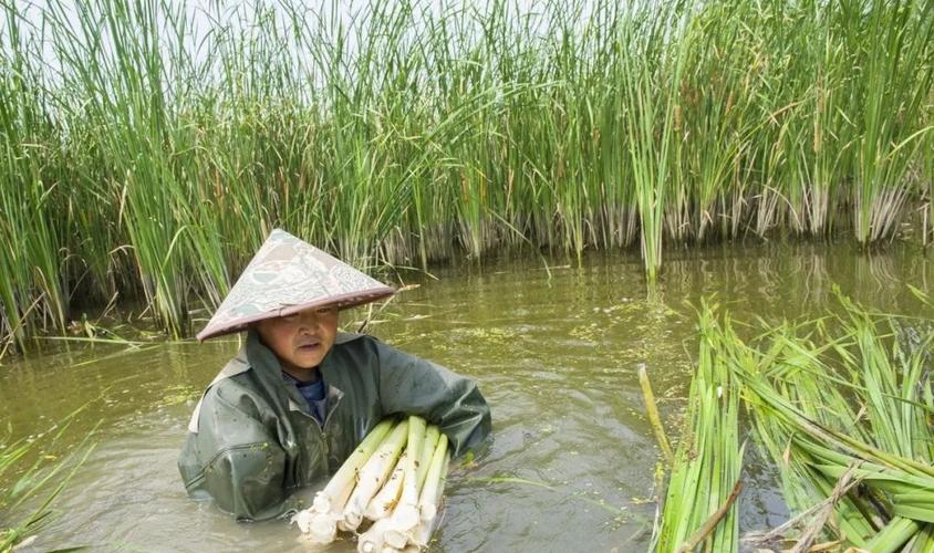 淮安蒲菜什么季节上市?五月份淮安大概多少度-图2 淮安蒲菜什么季节上市?五月份淮安大概多少度-图2