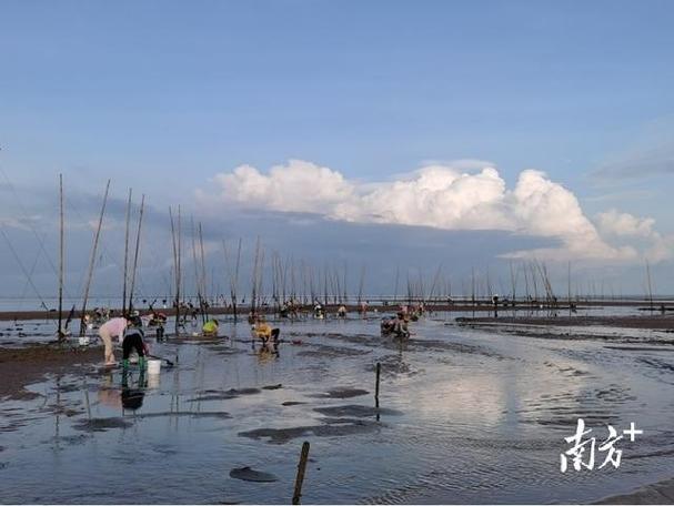 湛江遂溪哪里赶海?遂溪距草潭镇多少公里-图1 湛江遂溪哪里赶海?遂溪距草潭镇多少公里-图1
