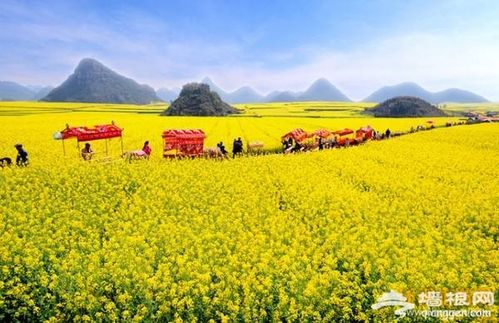 云南罗平菜花节什么时间开幕?罗平菜花节门票多少钱-图1 云南罗平菜花节什么时间开幕?罗平菜花节门票多少钱-图1
