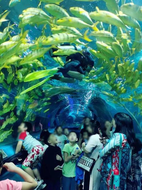 富国海底世界的门票多少钱呀?有谁知道谢谢?富国海底世界多少度-图2 富国海底世界的门票多少钱呀?有谁知道谢谢?富国海底世界多少度-图2
