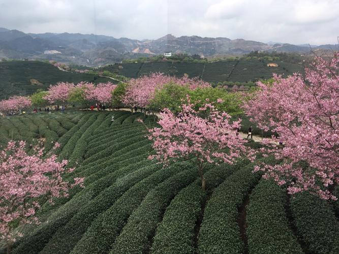 龙岩市区到永福樱花有多少公里啊?永福离漳平多少-图2 龙岩市区到永福樱花有多少公里啊?永福离漳平多少-图2