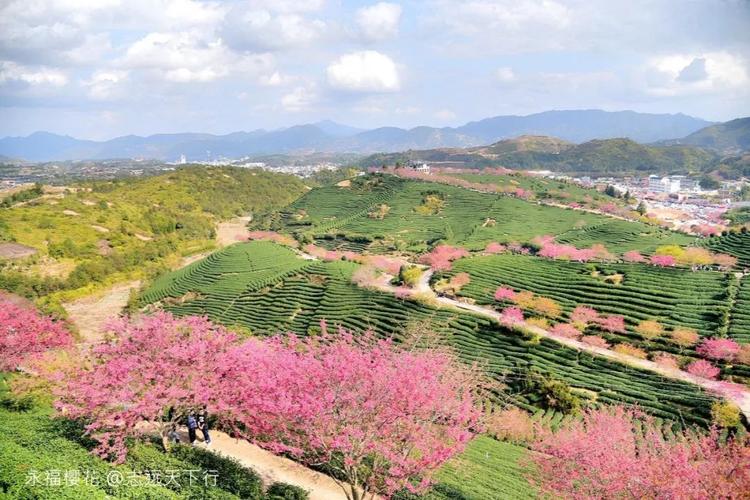 龙岩市区到永福樱花有多少公里啊?永福离漳平多少公里-图1 龙岩市区到永福樱花有多少公里啊?永福离漳平多少公里-图1