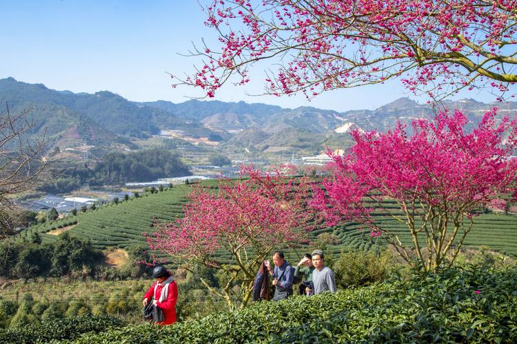 龙岩市区到永福樱花有多少公里啊?永福离漳平多少公里-图2 龙岩市区到永福樱花有多少公里啊?永福离漳平多少公里-图2