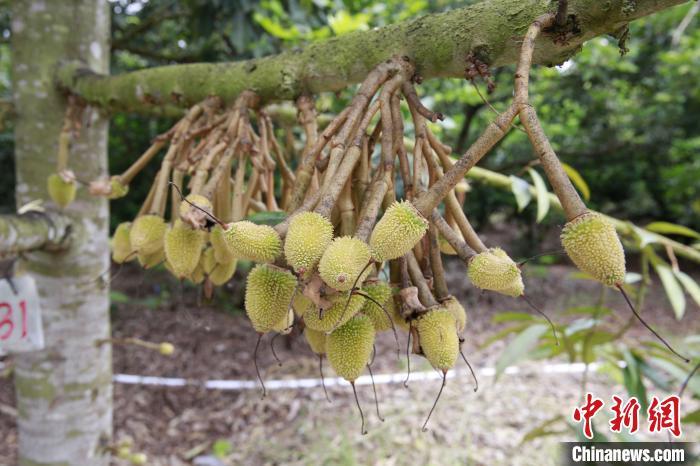 海南定安适合种榴莲吗?定安降雨量每年多少-图1 海南定安适合种榴莲吗?定安降雨量每年多少-图1