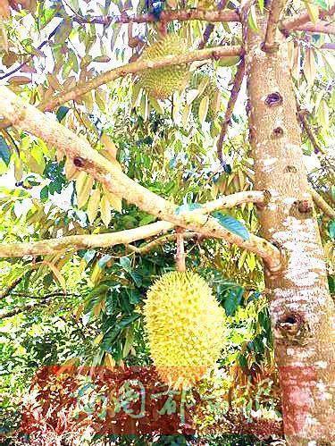 海南定安适合种榴莲吗?定安降雨量每年多少-图3 海南定安适合种榴莲吗?定安降雨量每年多少-图3