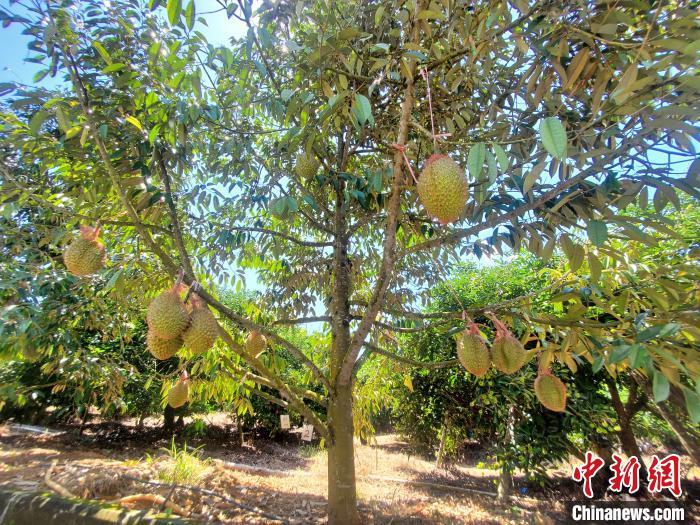 海南定安适合种榴莲吗?定安降雨量每年多少-图2 海南定安适合种榴莲吗?定安降雨量每年多少-图2